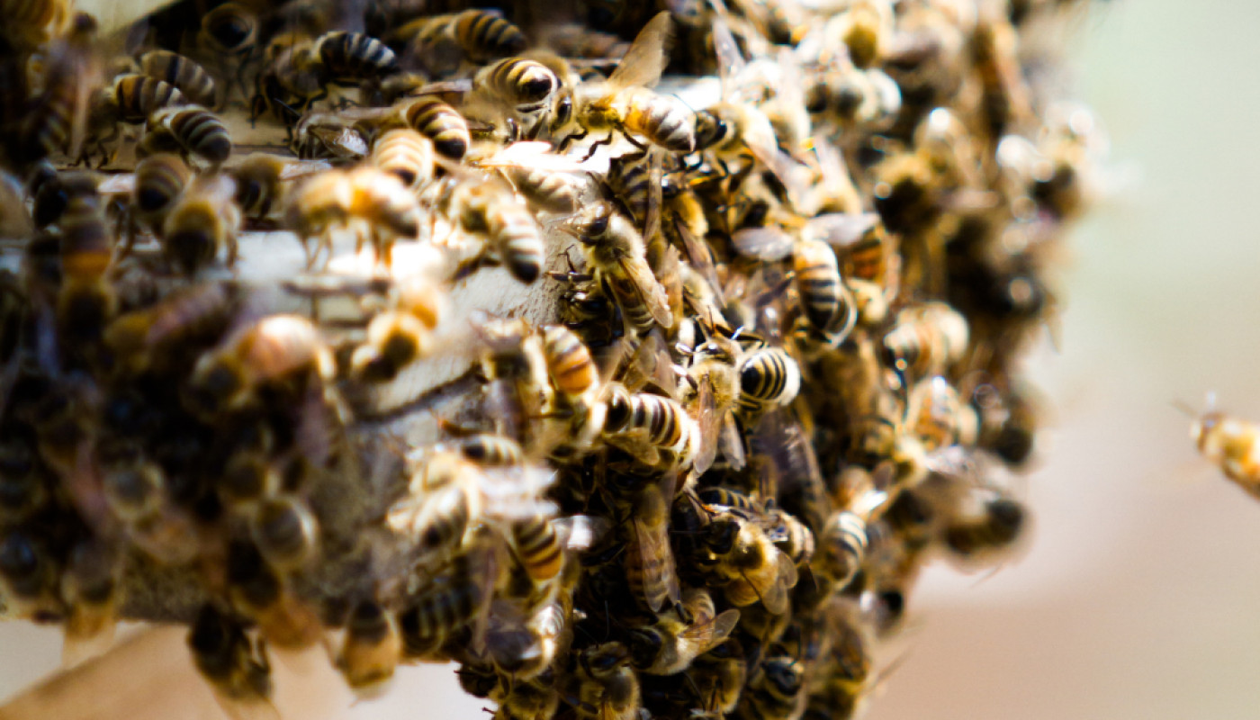 Combien de temps reste un essaim d'abeille ?