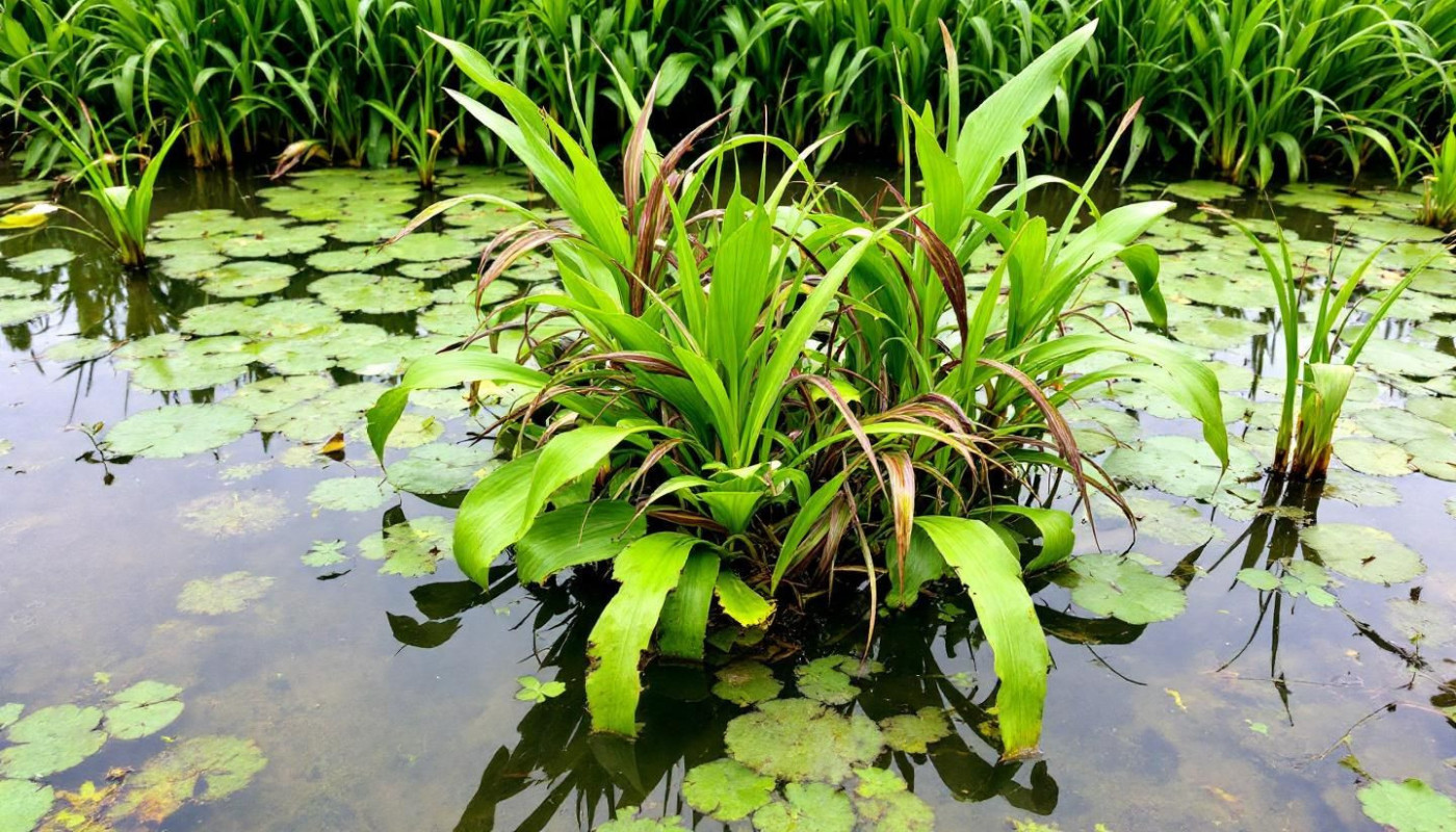 Jardins de pluie et gestion des eaux comment créer un écosystème auto-suffisant